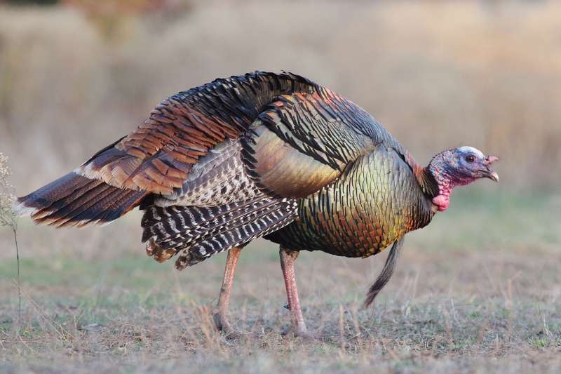 Name: IMGP5441 - Copye (800x533).jpg
Views: 534
Size: 48.45 KB
ID: 20992 IMGP5441 - Copye (800x533).jpg